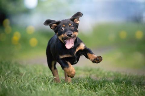 La Medida M S Atenta E Ingeniosa De Noruega Para Sus Perros Que Espa A