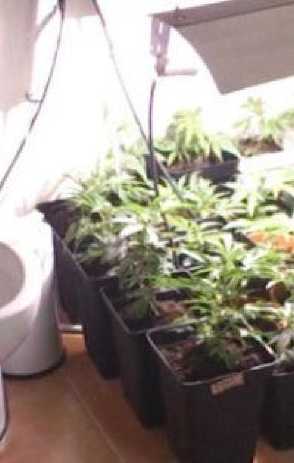 Desmantelan Un Invernadero Con 1 000 Plantas De Marihuana En Un Piso En