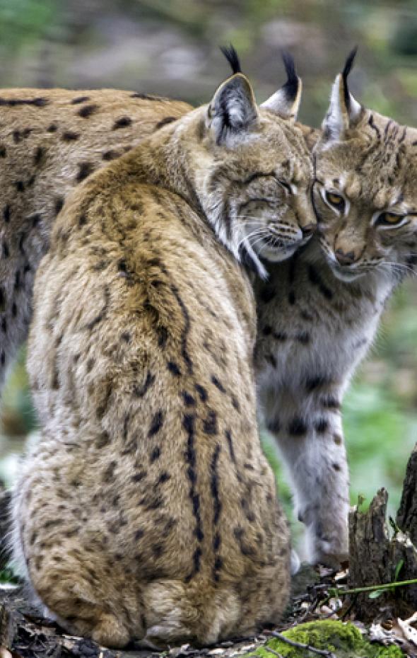 El Lince Ib Rico Hace Saltar Las Alarmas En Murcia