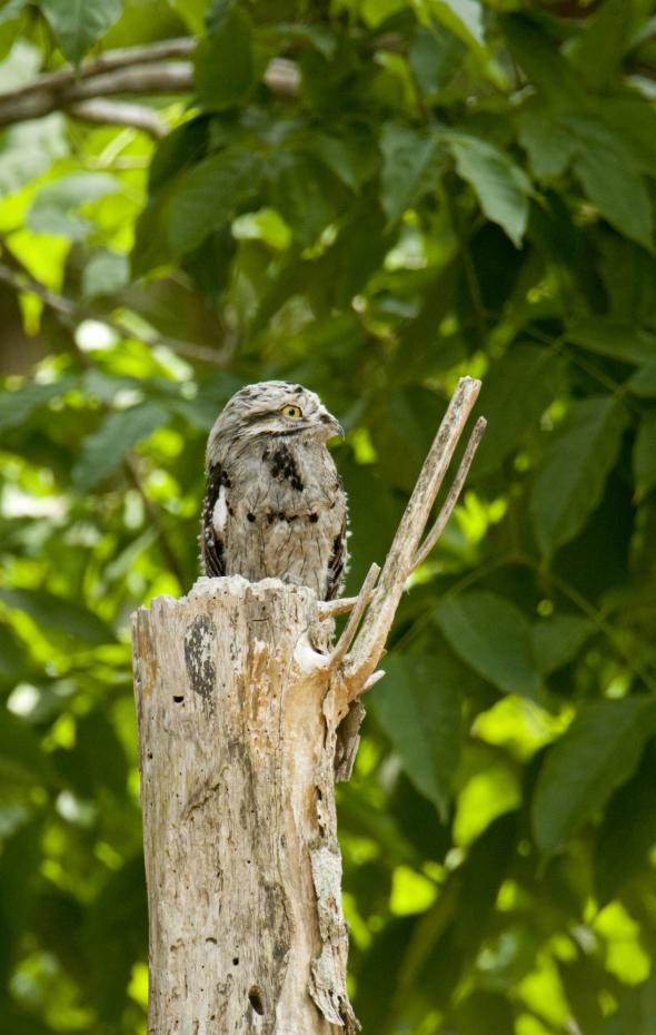 Este Es El P Jaro Con El Mejor Camuflaje Del Mundo