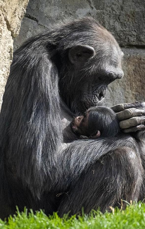 Desolador Duelo De Una Chimpanc De Valencia Con El Cad Ver De Su Cr A