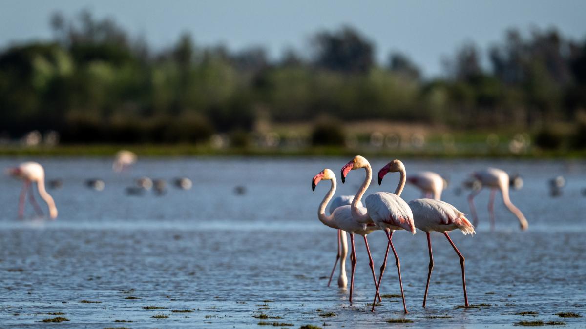 Nueva alerta en Doñana aves migratorias en peligro por la degradación