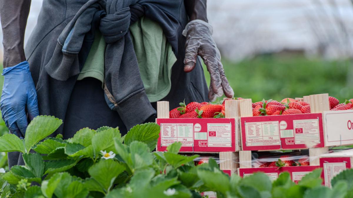 Qué hay detrás del boicot alemán a las fresas de Huelva