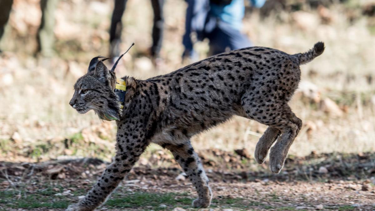 Maldici N Con El Lote De Linces Introducidos En Murcia