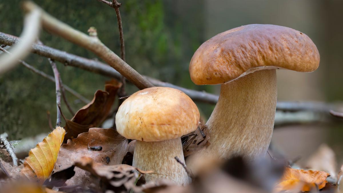 Aparece un ejemplar de boletus descomunal de kilo y medio Jamás vi