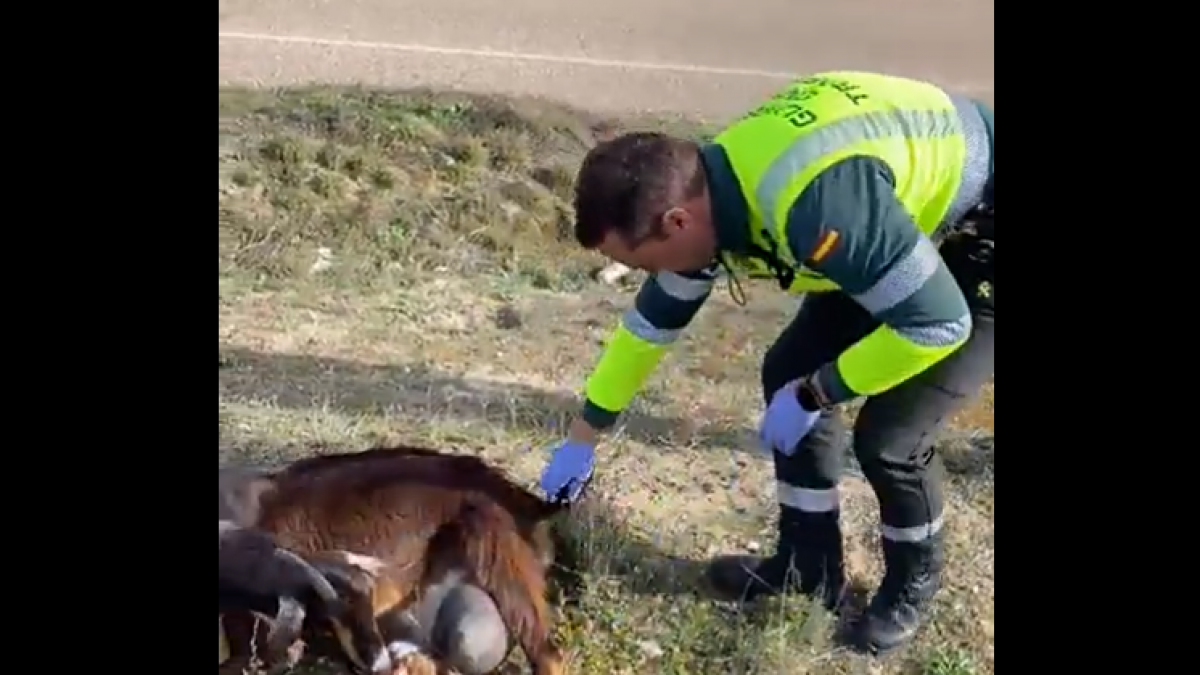 El Bonito Y Emotivo V Deo De Un Agente De La Guardia Civil Ayudando A