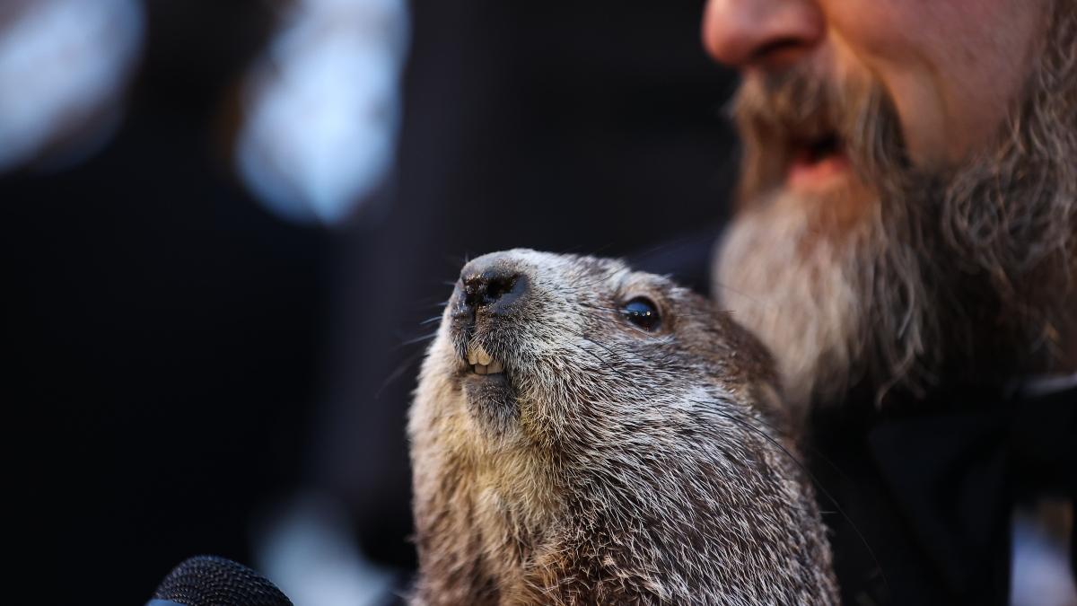 Cu Ndo Es El D A De La Marmota El Origen De La Predicci N De Phil