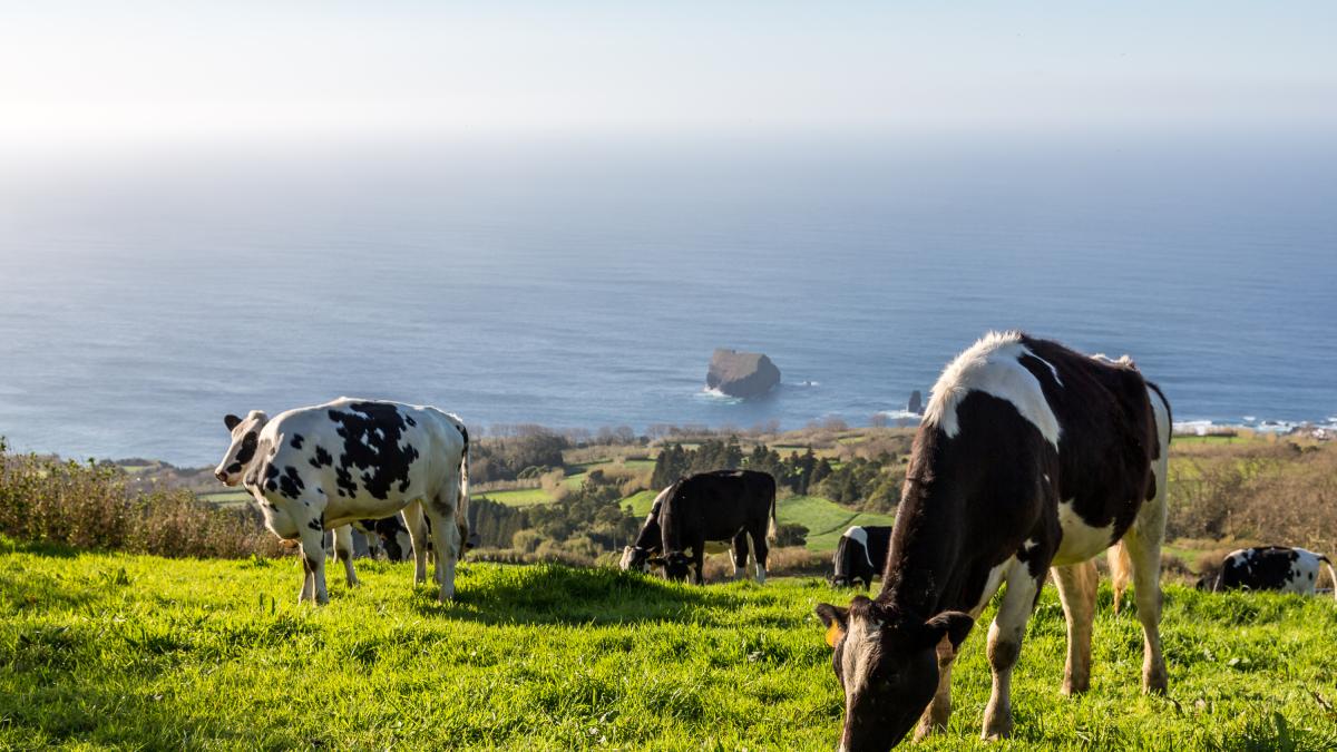 Esta Es La Diferencia De Esperanza De Vida Entre Las Vacas En Libertad