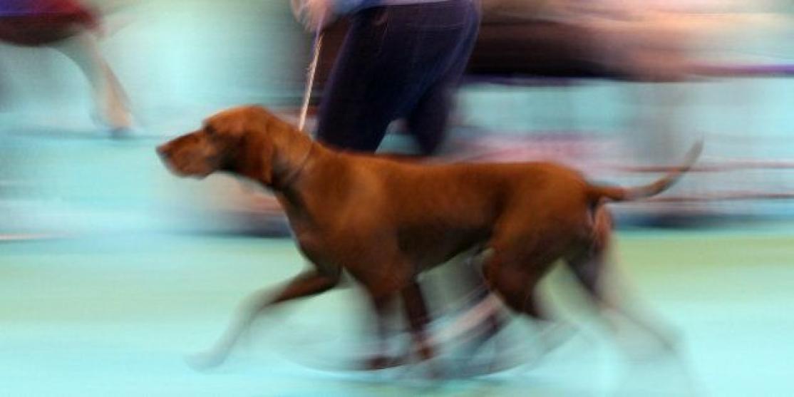 Running con perros: consejos para lograr la carrera perfecta