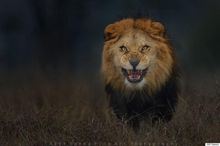 El miedo cara a cara: fotografió a este león así de cerca... y escapó