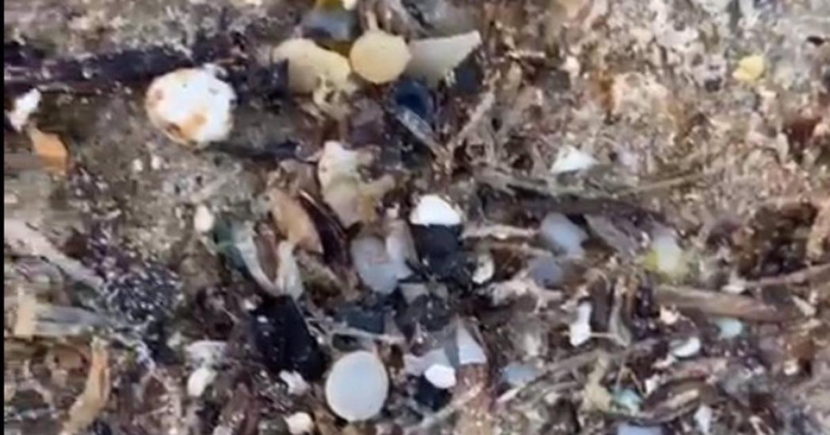 Bolitas de 'pellets' de microplásticos aparecidas en la playa de Bolonia (Cádiz).