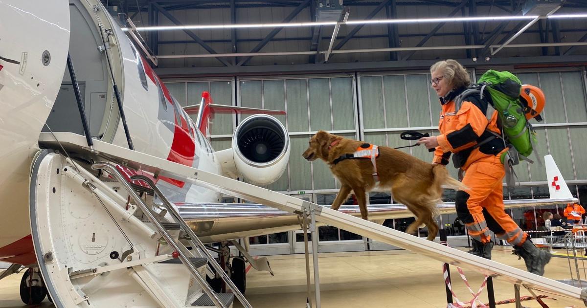 Un perro rescatista del equipo de ayuda enviado desde Suiza a Turquía para ayudar tras el terromoto.