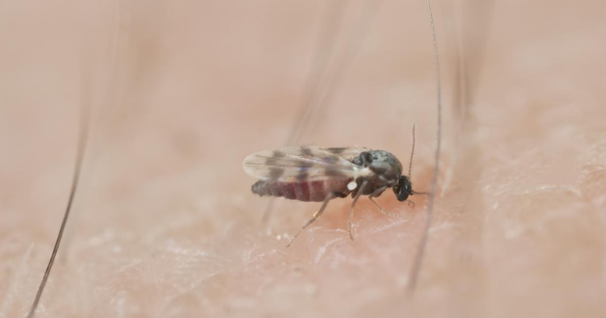 Tres Pasos Para Tratar La Picadura De Mosca Negra Y Cu Ndo Es Necesario Ir A Urgencias