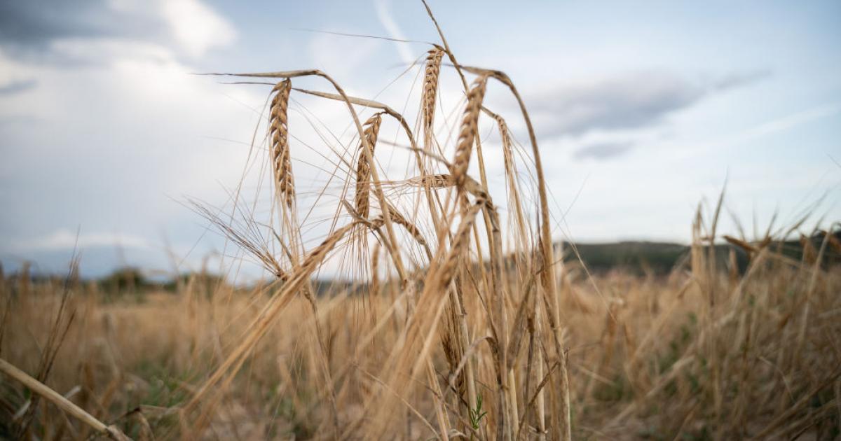 Un campo de trigo en Guadalajara afectado por la sequía