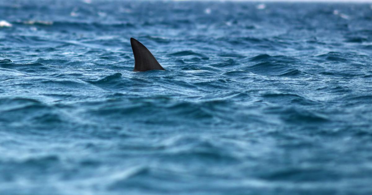 La aleta de un tiburón, visible desde la costa.