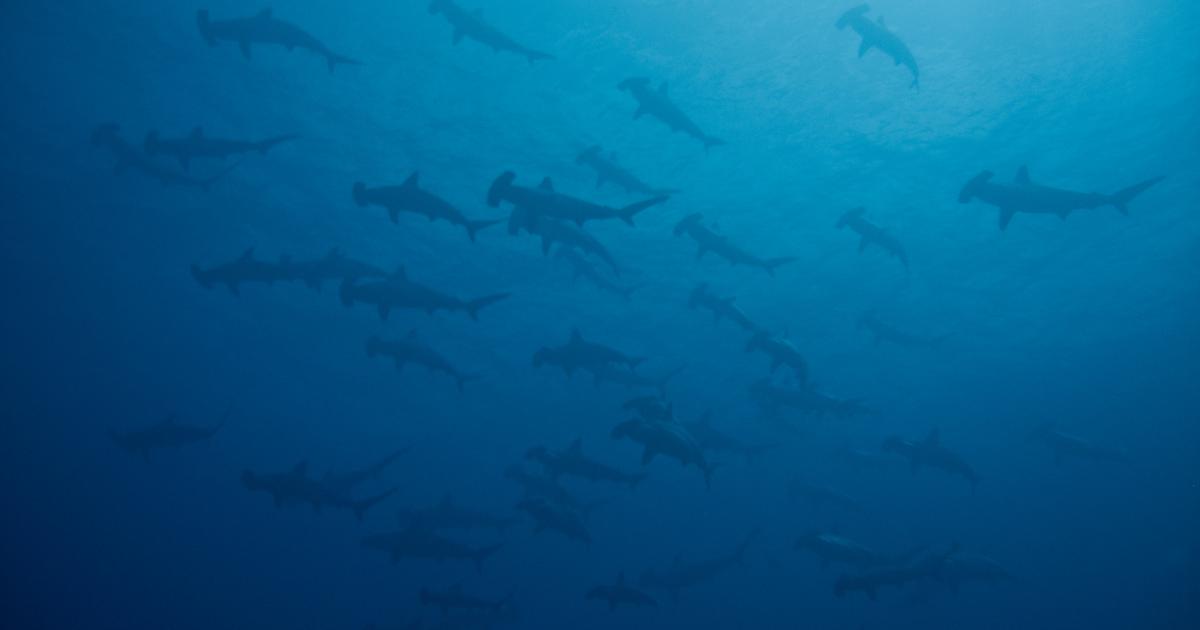 Ejemplares de tiburones martillo, en una imagen de archivo.