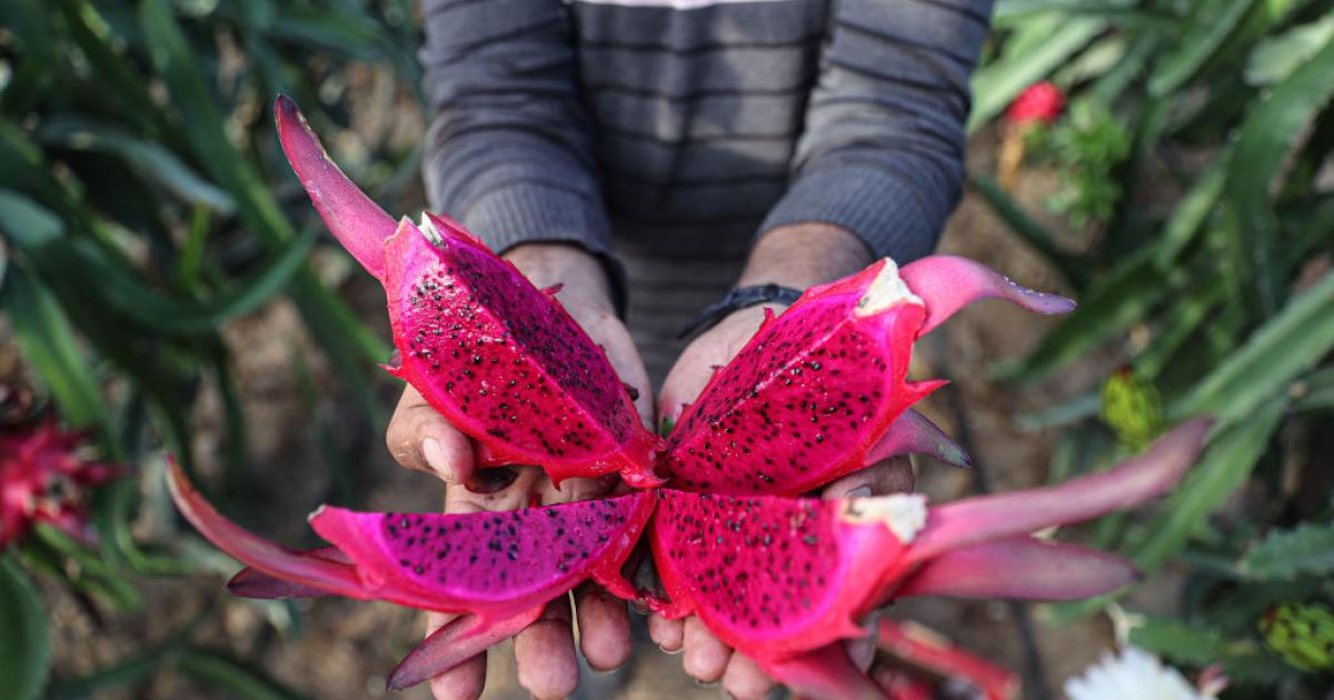 Un agricultor muestra una fruta del dragón o pitaya en un invernadero.