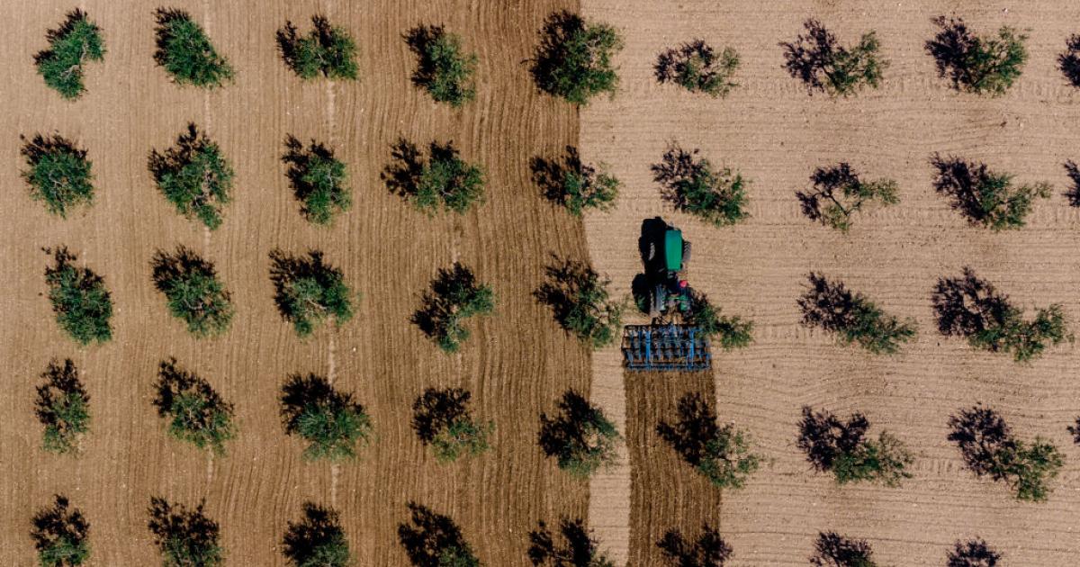 Un agricultor prepara el terreno para el cultivo en un olivar.