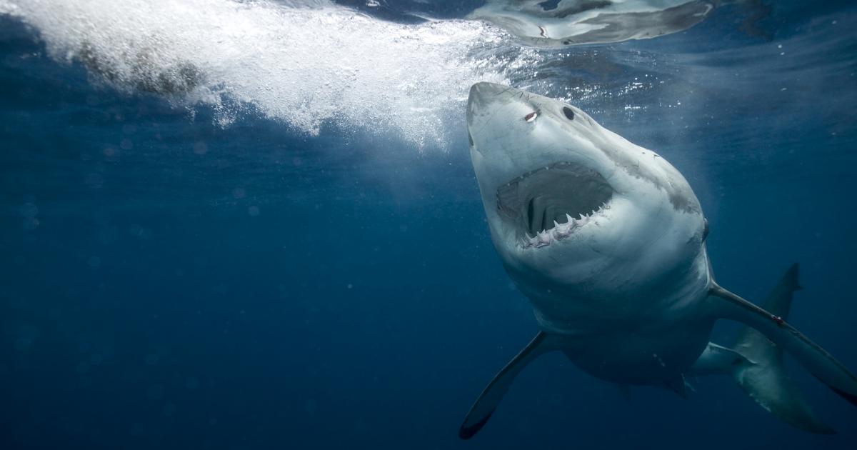 Un tiburón blanco en pleno proceso de rehidratación.