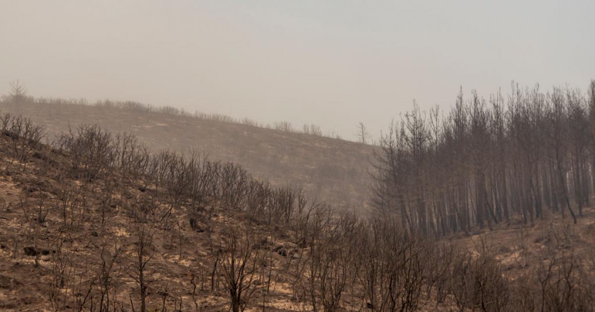 Paisaje tras el incendio que ha arrasado amplias zonas de Alexandroupoli, al norte de Grecia, el 22 de agosto de 2023.