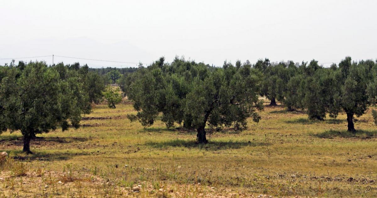 Vista de un olivar en Túnez.