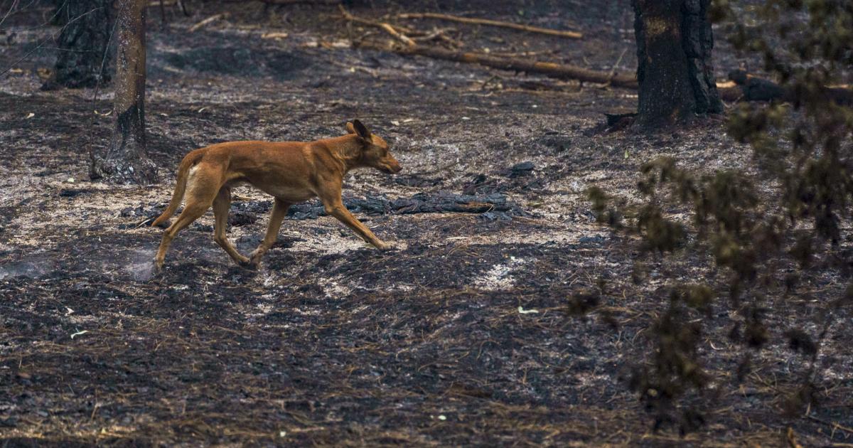 El bosque de Las Raíces, hoy martes en el municipio de El Rosario, quemado por el incendio forestal que afecta a la isla de Tenerife.