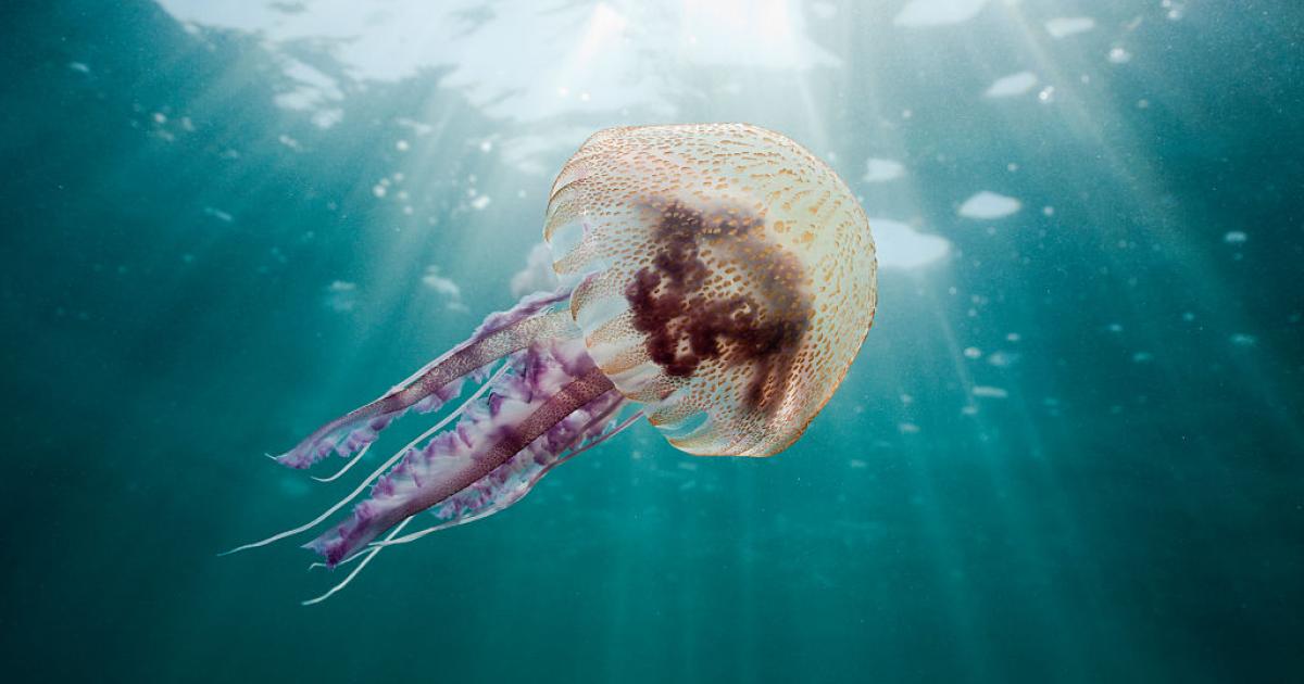 Una medusa pelagia noctiluca, en una imagen de archivo