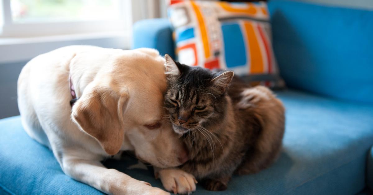 Imagen de archivo de un perro y un gato.