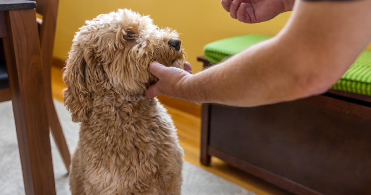 Un perro es tratado por su dueño de una dolencia en una imagen de archivo.