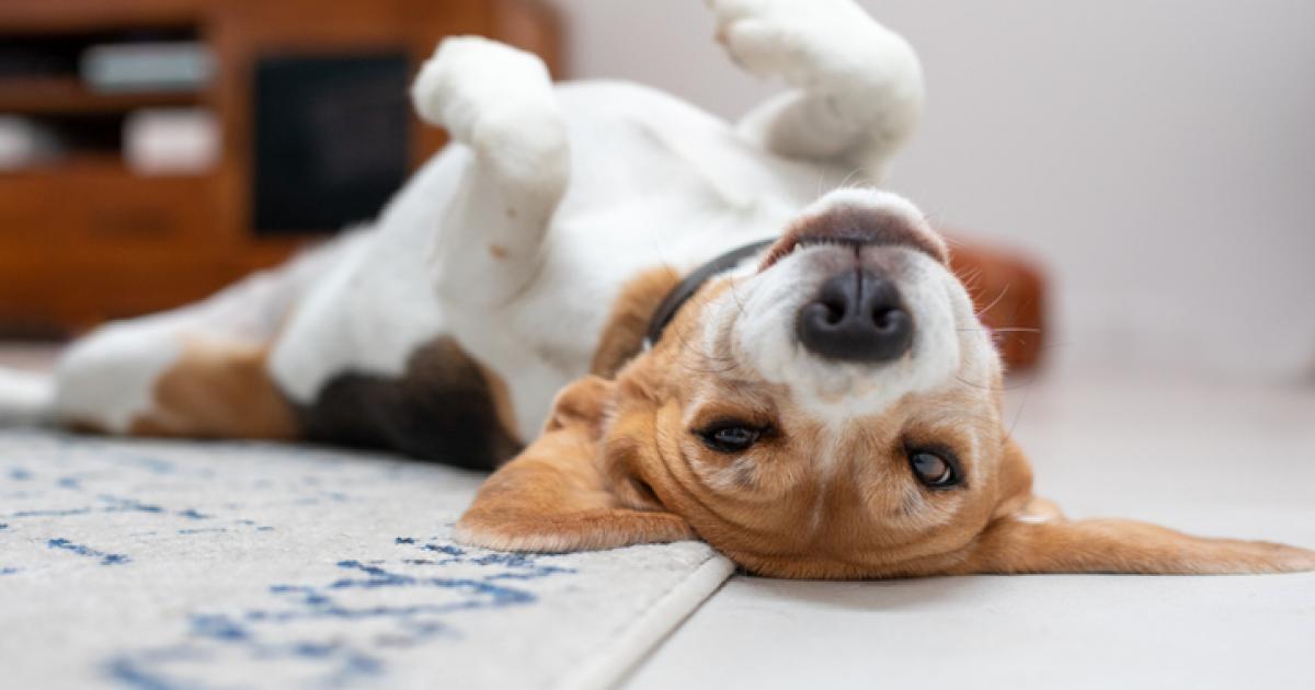 Un beagle mirando el mundo del revés.