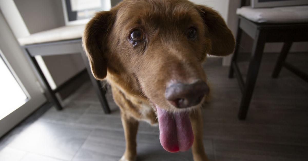 Bobi, el perro vivo más longevo del mundo ha muerto a los 31 años.