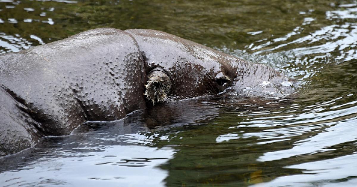 Imagen de archivo de un hipopótamo en el Biopark Valencia.