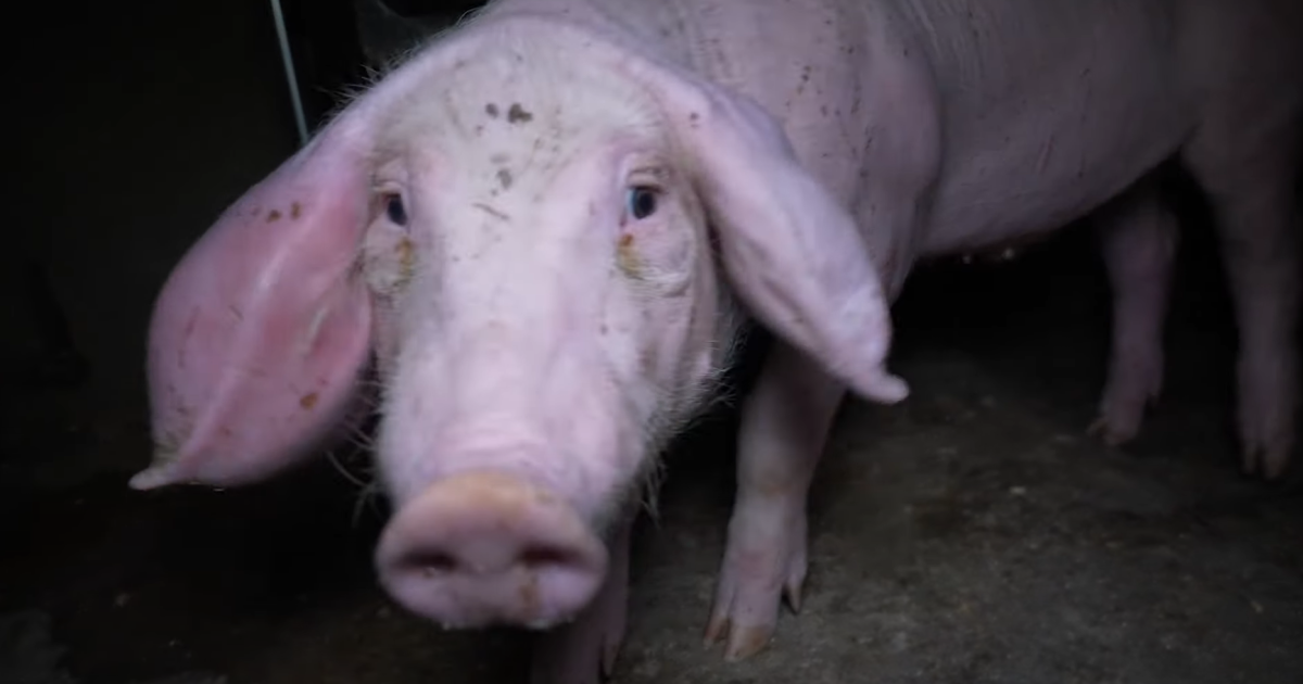 Fotograma del vídeo desvelado por el Observatorio de Bienestar Animal, en el que se ve a un cerdo en malas condiciones.