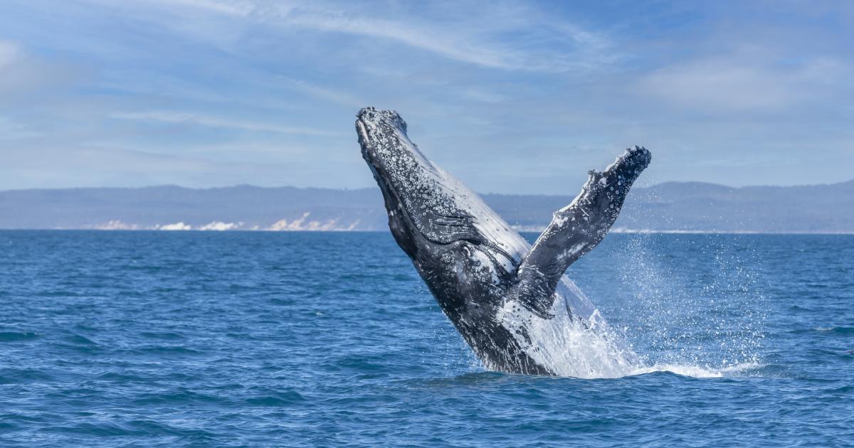 Una ballena de la costa australiana.