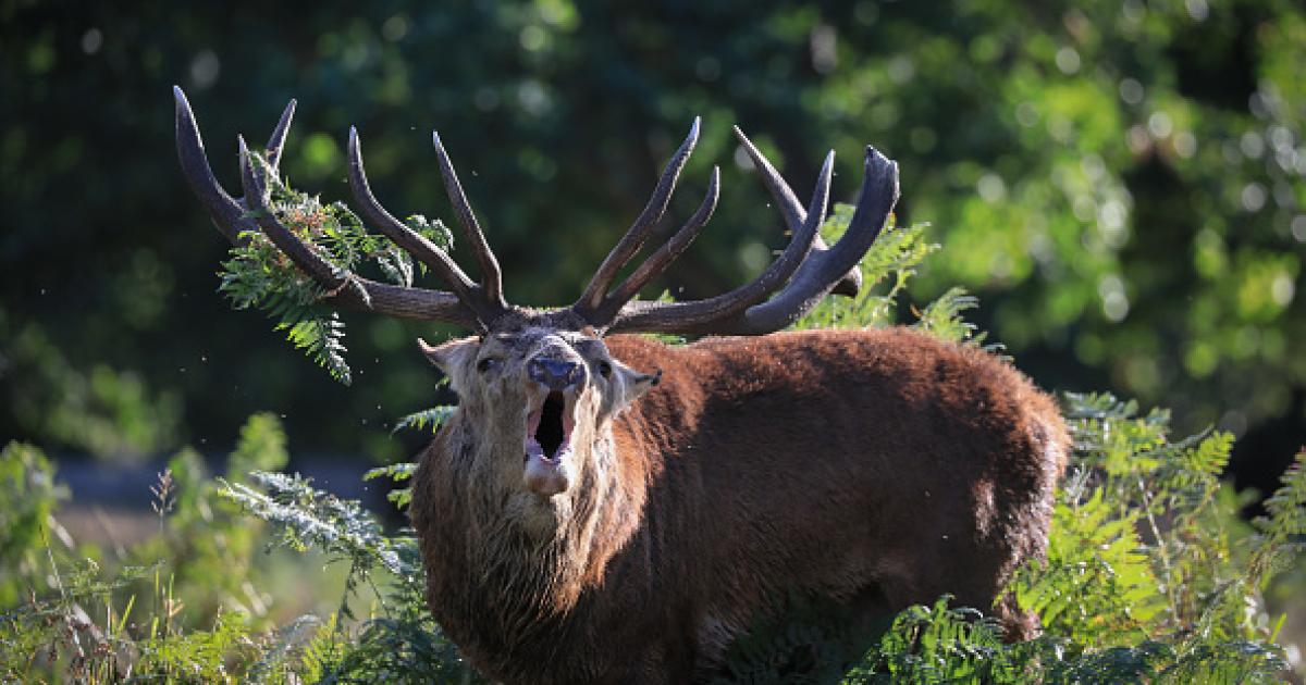 Imagen de archivo de un ciervo rojo en Bushy Park, Londres, durante la berrea.