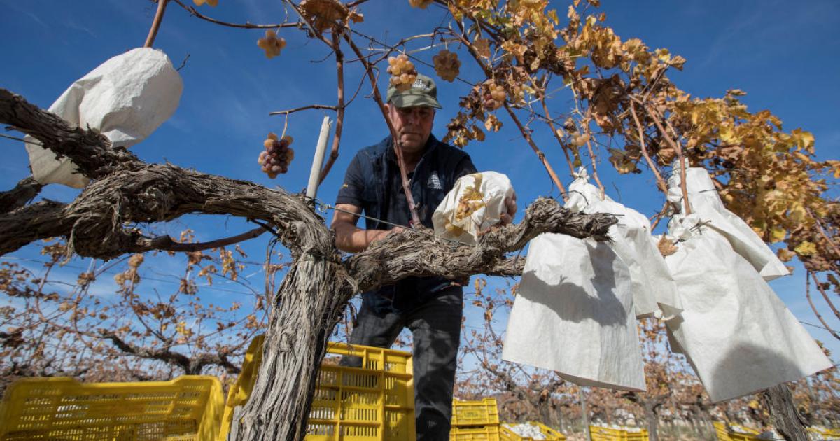 Un agricultor trabaja las vides en Novelda (Comunidad Valenciana)