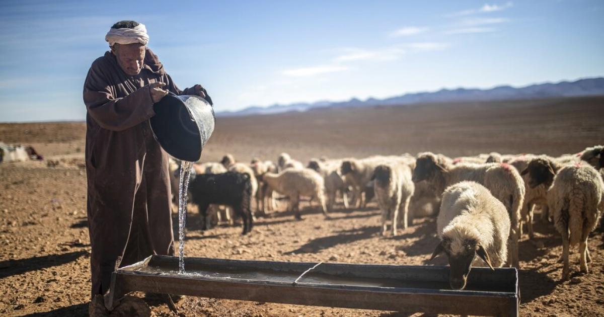 Un pastor marroquí da agua a sus ovejas cerca de Tinghir, al pie de las montañas del Atlas.