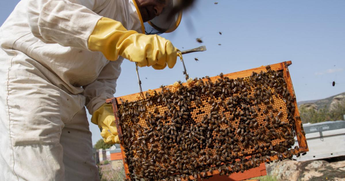 Un apicultor español recoge la miel que producen las abejas de su colmena.