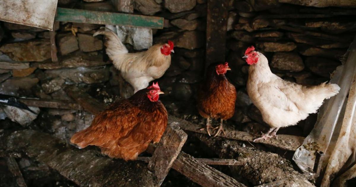 Varias gallinas y un gallo en un corral de Bóveda, en Lugo.