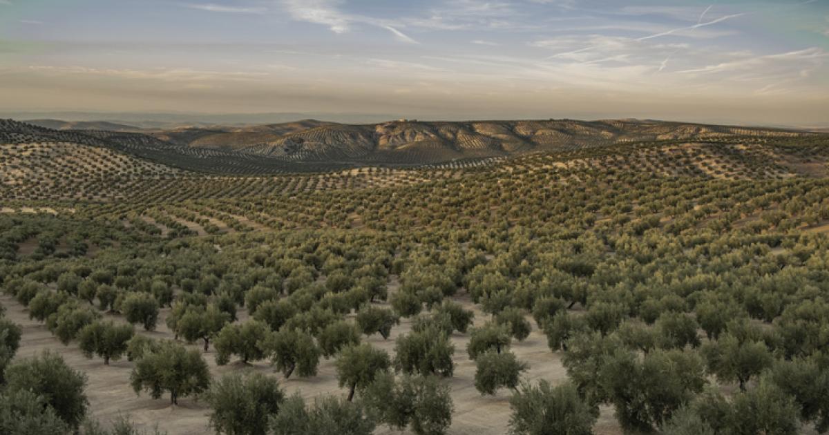 Imagen de archivo de una plantación de olivos en Jaén.