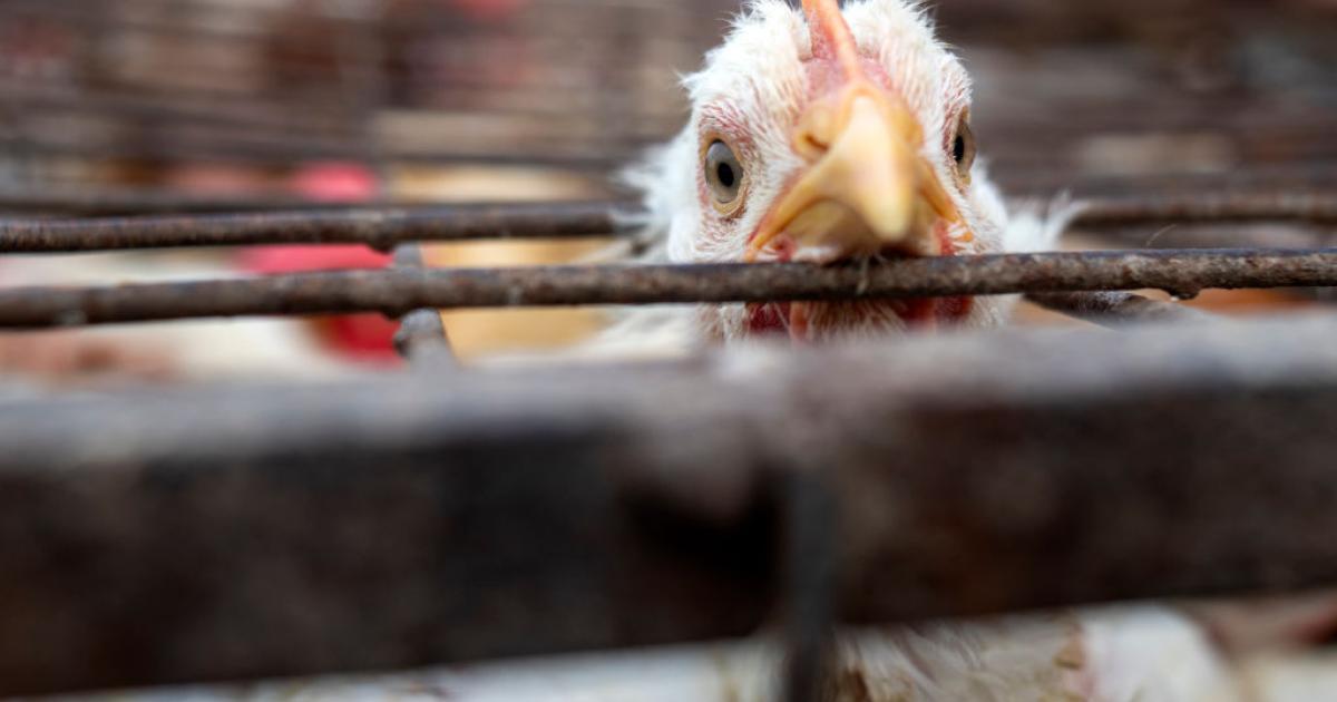 Un pollo mira a cámara desde el interior de una jaula de un gallinero.