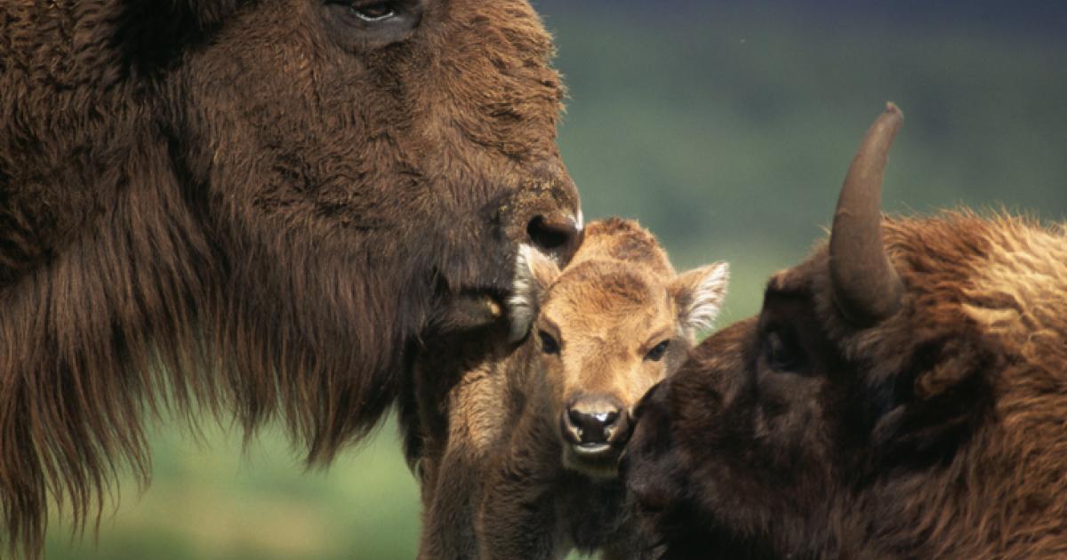 Imagen de archivo de dos bisontes europeos ('Bison bonasus') junto a su cría.
