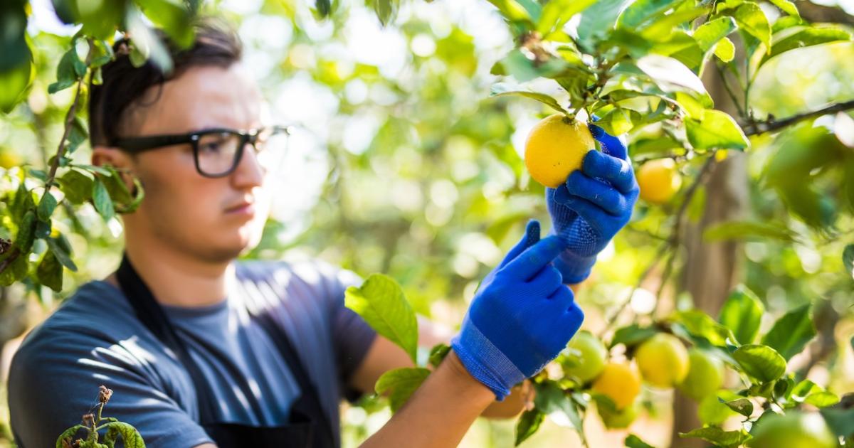 Un productor de limones recoge su producto en la finca donde los produce.