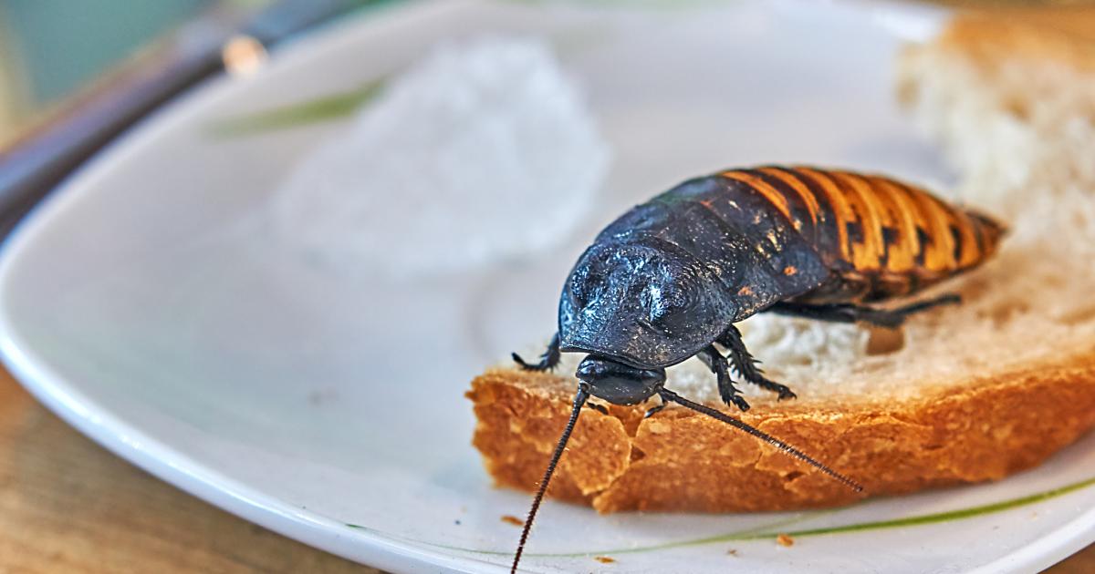 Las cucarachas son una de las plagas más temidas en verano.