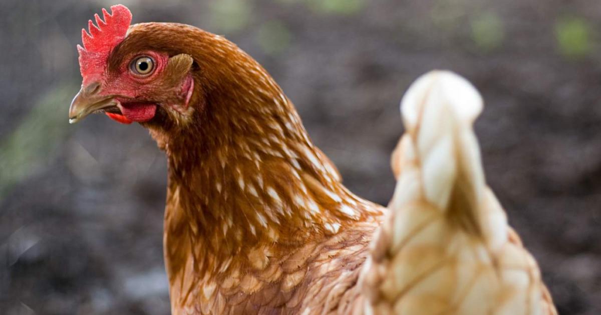 Gallina posando