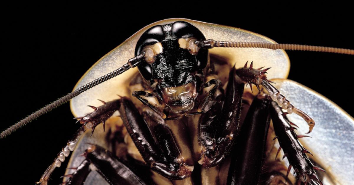 Imagen de archivo de un ejemplar de cucaracha gigante  ('Blaberus giganteus').