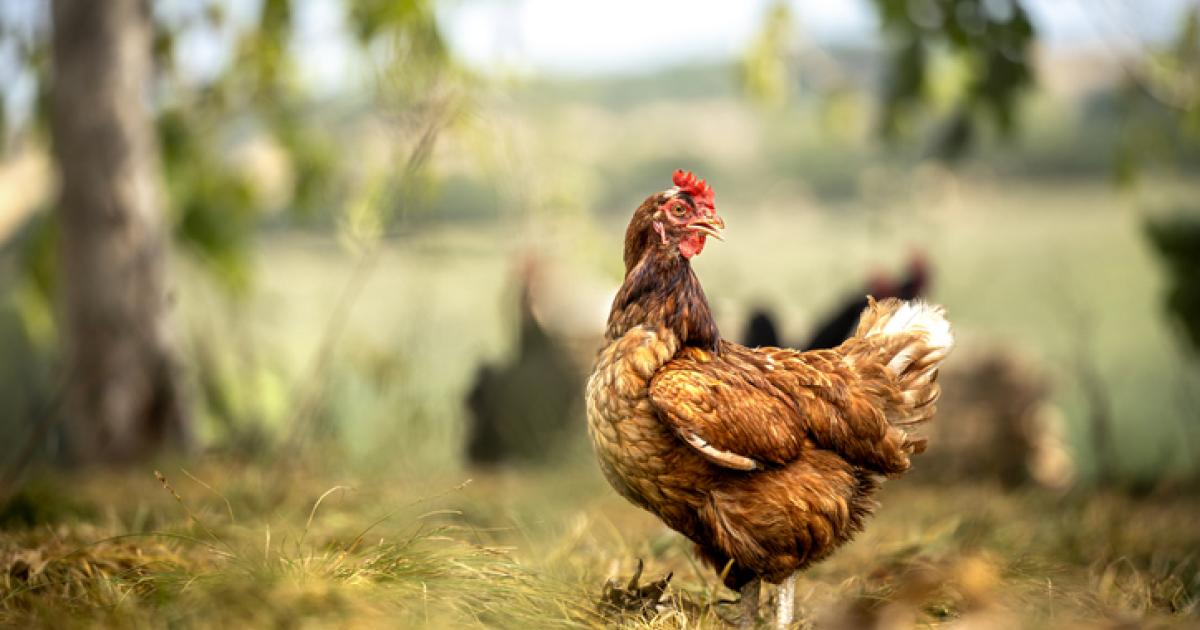 Imagen de archivo de una gallina observando algo.