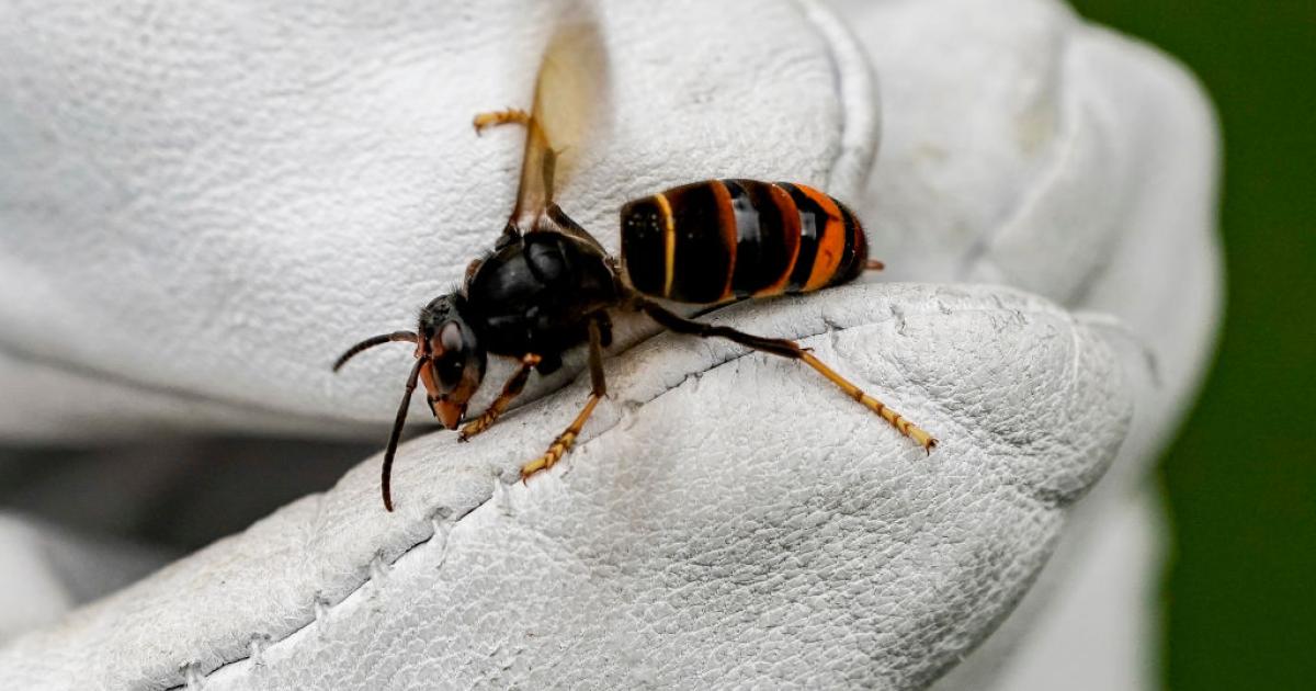 Ejemplar de avispa velutina.