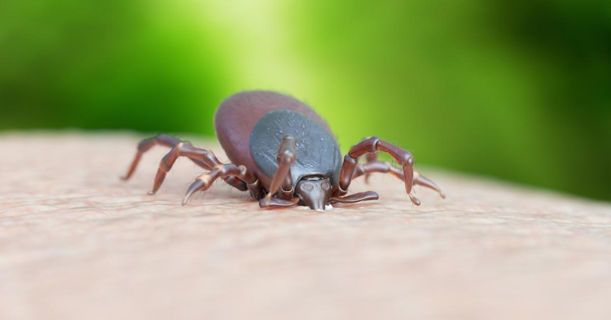 Picadura de una garrapata.