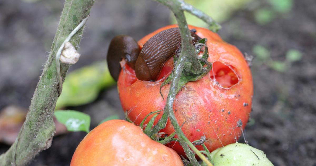 Ejemplares de babosa española, devorando un tomate en un huerto ('Arion lusitanicus').